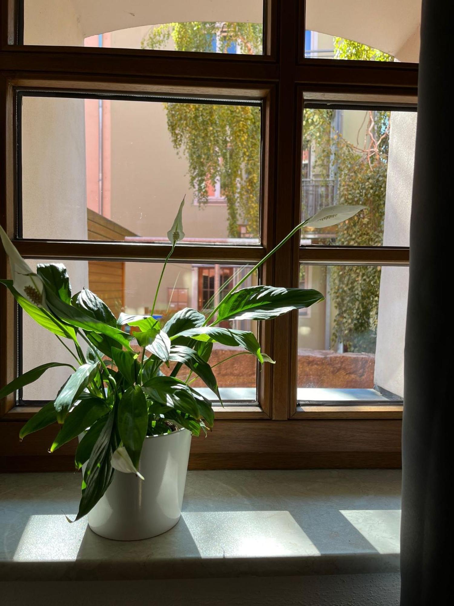 Appartement 5 Predigergasse Bautzen Buitenkant foto